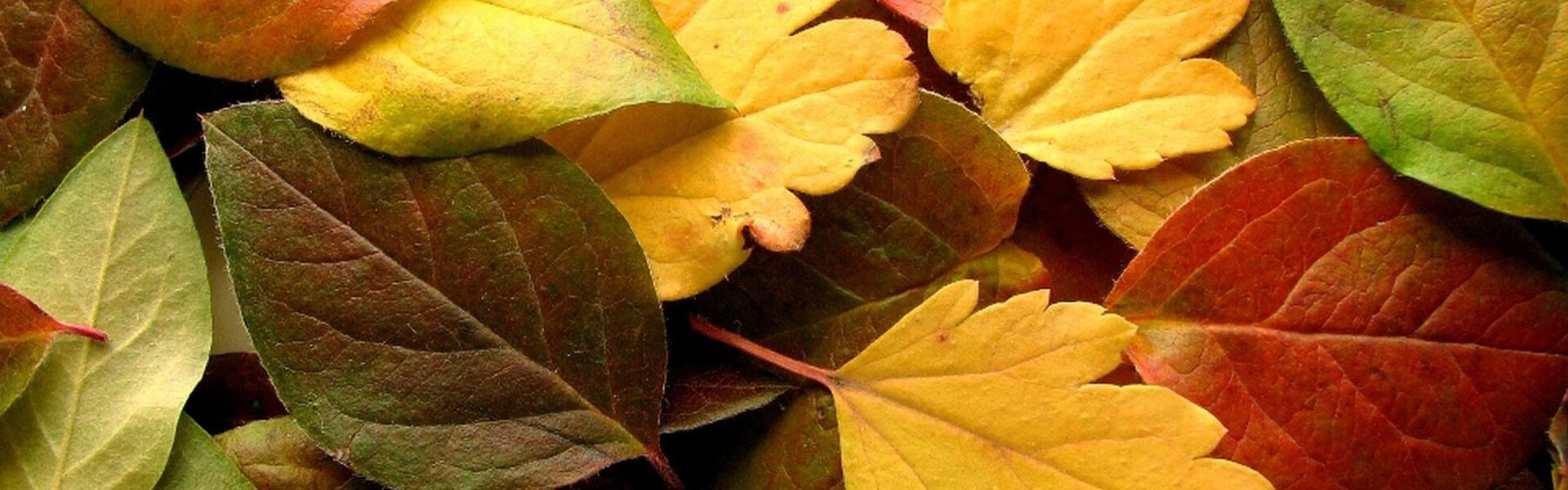 武蔵野の落ち葉堆肥農法「世界農業遺産」に認定