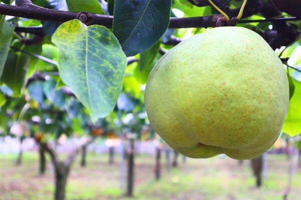 秋田県潟上市の限定梨 「北限のかおり梨」