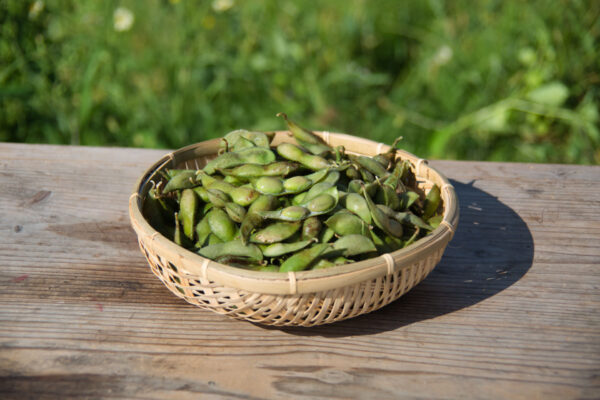 幻の枝豆“丹波篠山黒枝豆” 10月7日解禁