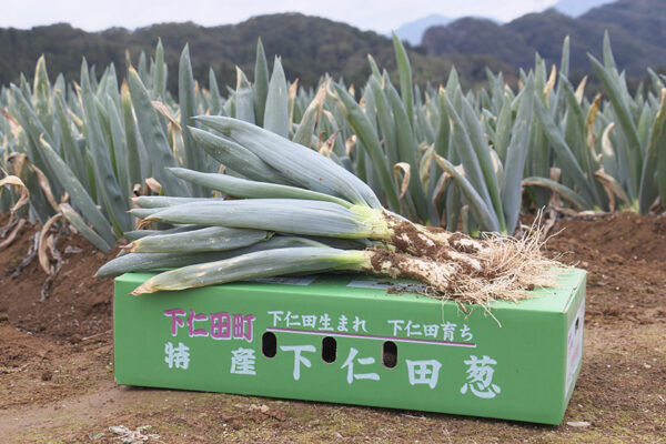 お鍋の季節に“本物の”下仁田ネギを