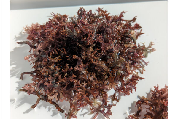 希少な海藻「スーナ」業務用販売開始