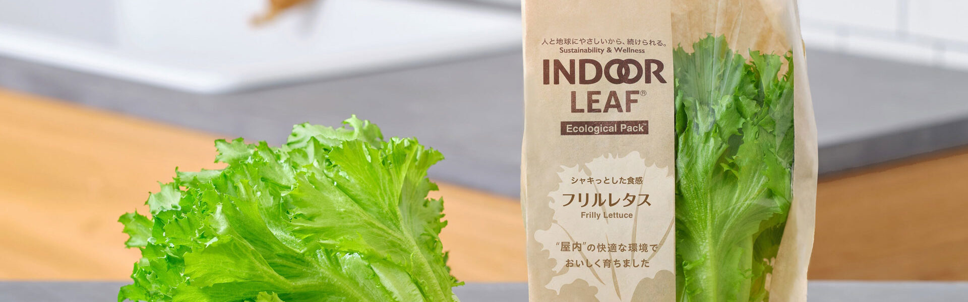 お得で手軽な大株の無農薬リーフレタス「INDOOR LEAF」新発売
