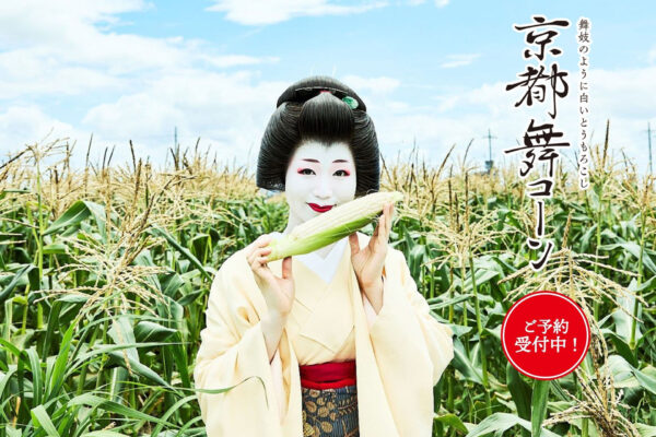 白いとうもろこし「京都舞コーン」