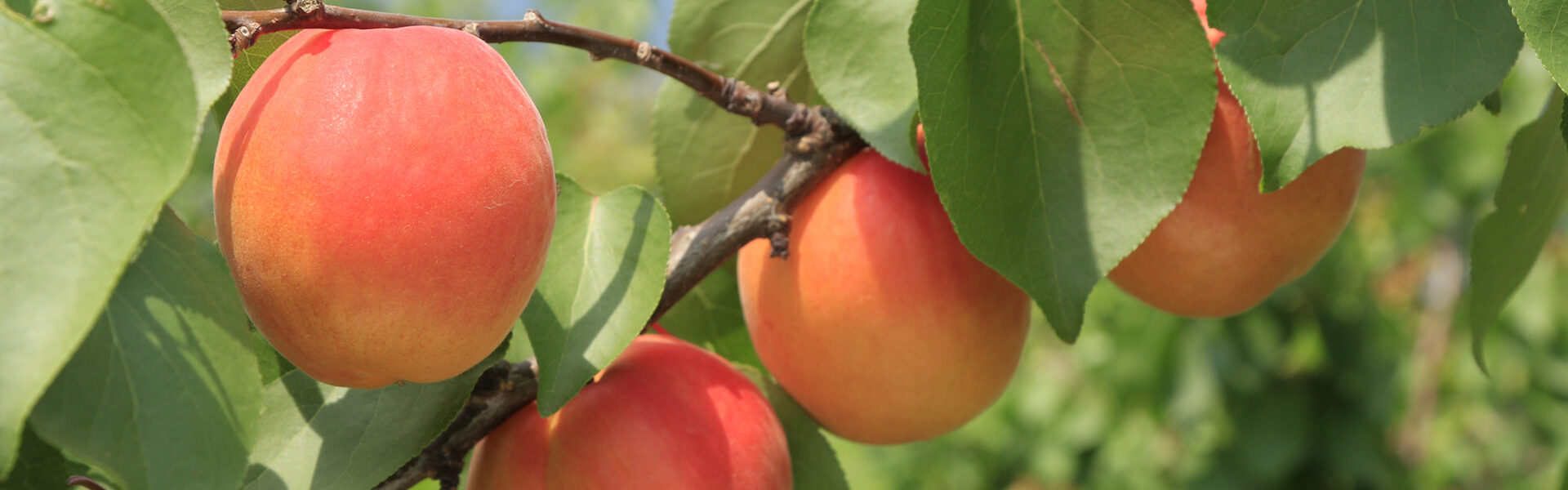 長野県千曲市の至高のあんず「杏月（きょうづき）」が新宿高野本店＆銀座NAGANOで限定販売会を開催！