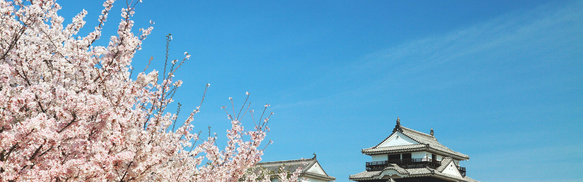 愛媛県のご当地グルメ！じゃこ天はもちろん、今治市や松山市と宇和島市では異なる調理方法の鯛めし、正岡子規や夏目漱石も好んで食べた松山鮓、鍋焼きうどんや今治焼豚玉子飯、三津浜焼きなどのソールフードも！